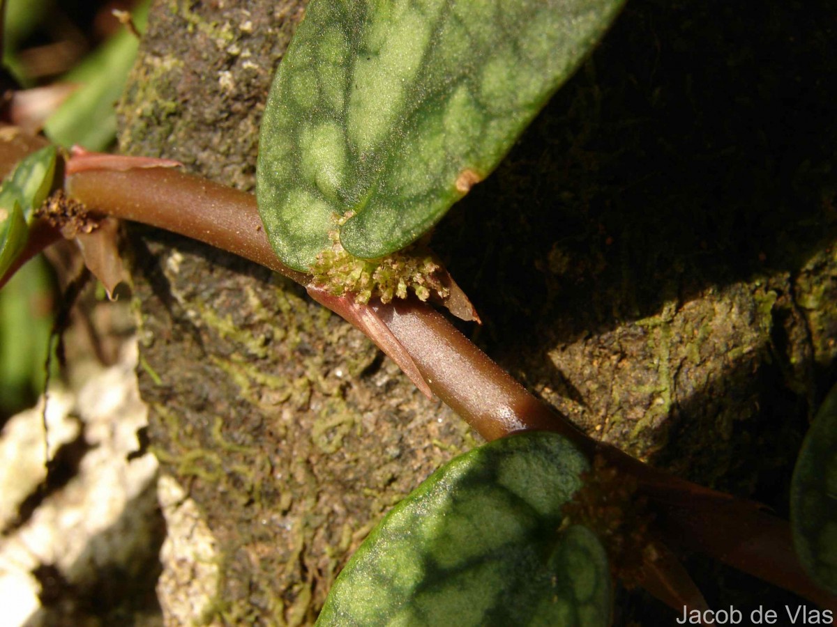 Procris repens (Lour.) B.J.Conn & Hadiah